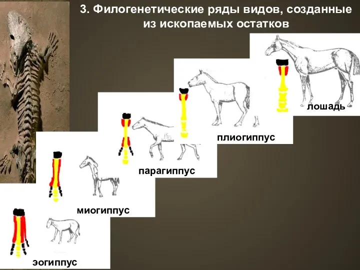 3. Филогенетические ряды видов, созданные из ископаемых остатков