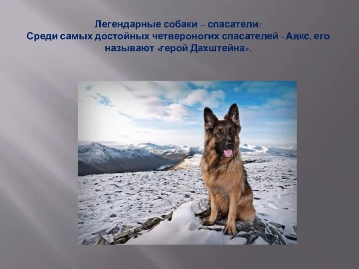 Легендарные собаки – спасатели: Среди самых достойных четвероногих спасателей - Аякс, его называют «герой Дахштейна».