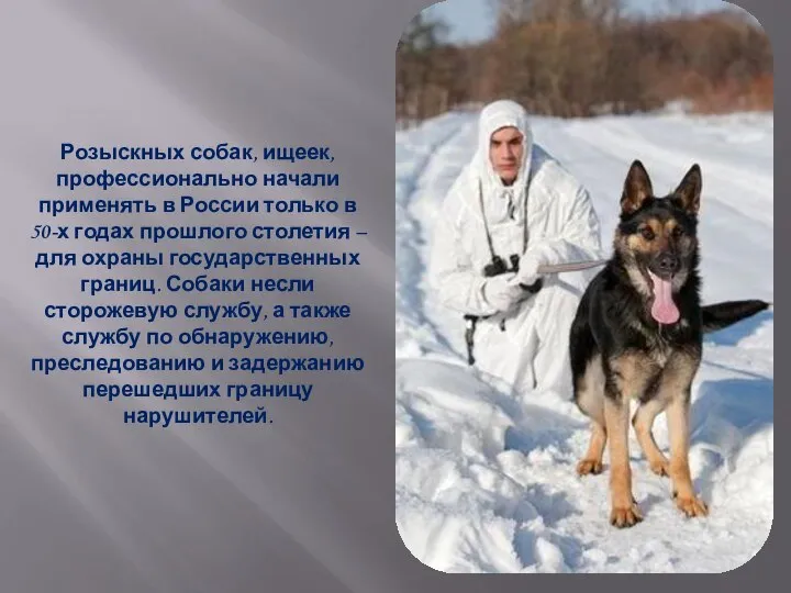 Розыскных собак, ищеек, профессионально начали применять в России только в 50-х годах