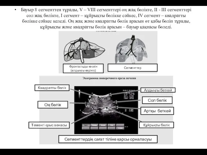 Бауыр 8 сегменттен тұрады, V – VIII сегменттері оң жақ бөлікте, II