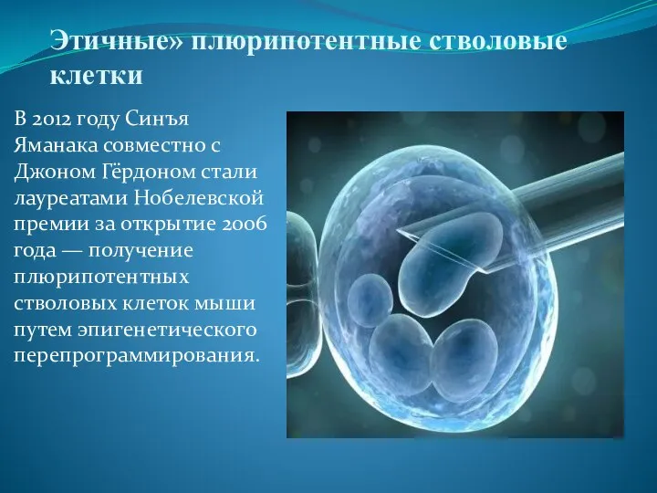 Этичные» плюрипотентные стволовые клетки В 2012 году Синъя Яманака совместно с Джоном