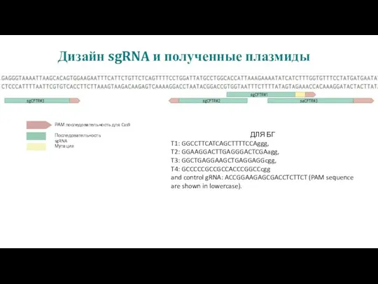 Дизайн sgRNA и полученные плазмиды РАМ последовательность для Cas9 Последовательность sgRNA Мутация