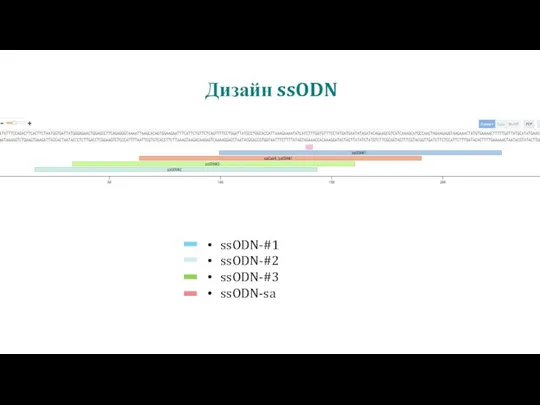 ssODN-#1 ssODN-#2 ssODN-#3 ssODN-sa Дизайн ssODN