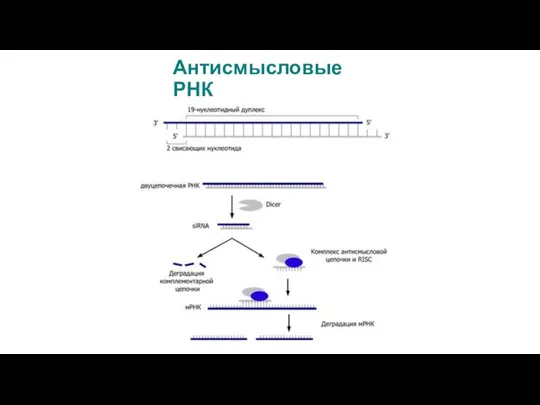 Антисмысловые РНК