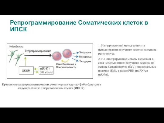 Репрограммирование Соматических клеток в ИПСК Краткая схема репрограммирования соматических клеток (фибробластов) в