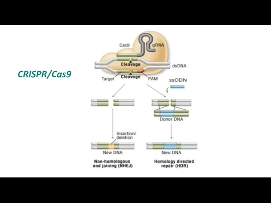 CRISPR/Cas9