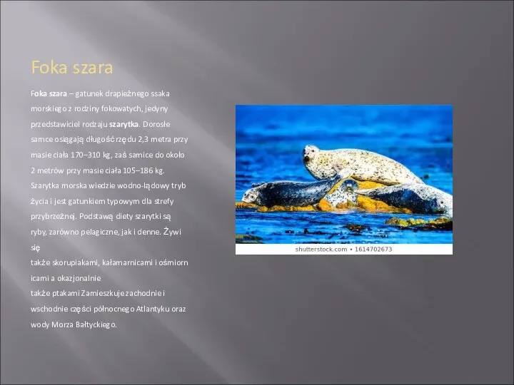 Foka szara Foka szara – gatunek drapieżnego ssaka morskiego z rodziny fokowatych,