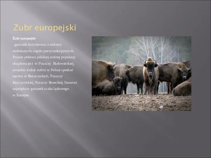 Żubr europejski Żubr europejski - gatunek łożyskowca z rodziny wołowatych, rzędu parzystokopytnych.