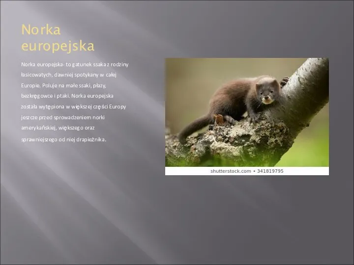 Norka europejska Norka europejska- to gatunek ssaka z rodziny łasicowatych, dawniej spotykany