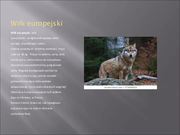 Wilk europejski Wilk europejski, wilk eurazjatycki– podgatunek typowy wilka szarego, drapieżnego ssaka