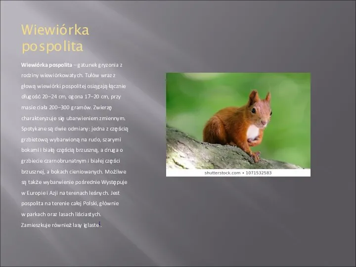Wiewiórka pospolita Wiewiórka pospolita – gatunek gryzonia z rodziny wiewiórkowatych. Tułów wraz