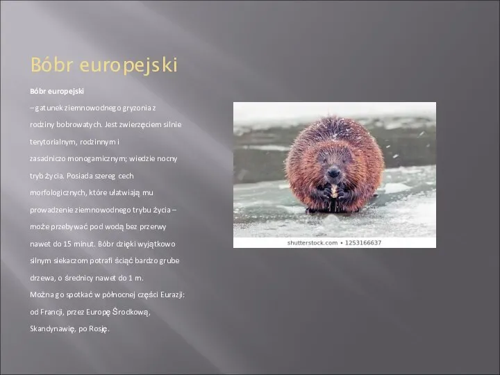 Bóbr europejski Bóbr europejski – gatunek ziemnowodnego gryzonia z rodziny bobrowatych. Jest