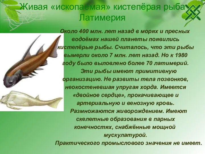 Живая «ископаемая» кистепёрая рыба Латимерия Около 400 млн. лет назад в морях