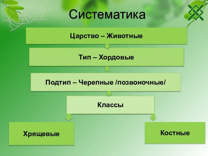 Систематика Царство – Животные Тип – Хордовые Подтип – Черепные /позвоночные/ Классы Хрящевые Костные