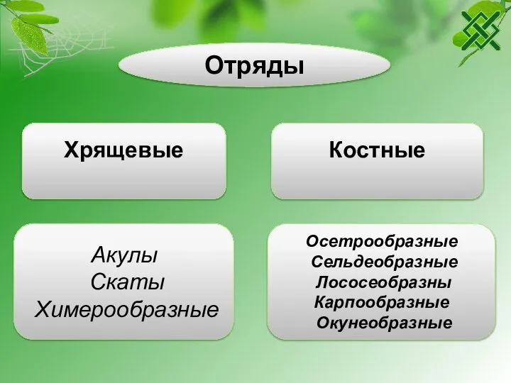 Хрящевые Костные Отряды Акулы Скаты Химерообразные Осетрообразные Сельдеобразные Лососеобразны Карпообразные Окунеобразные