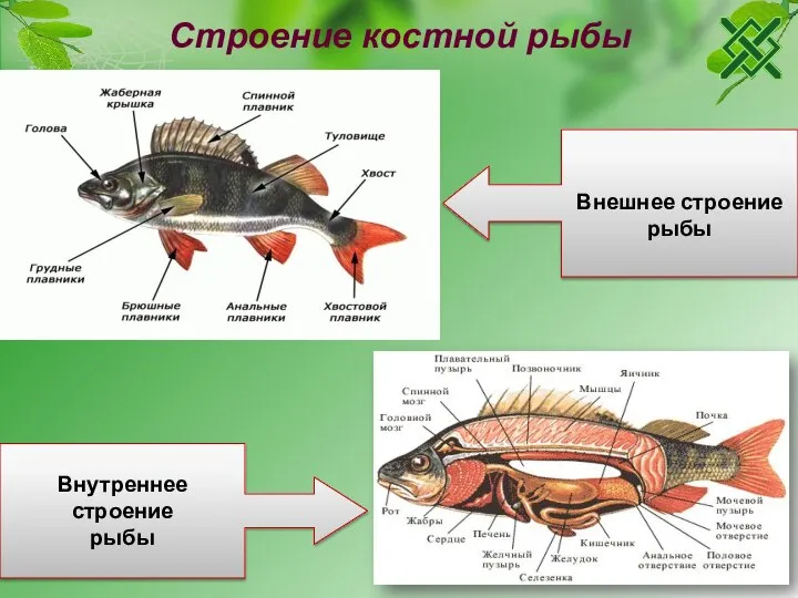 Строение костной рыбы Внешнее строение рыбы Внутреннее строение рыбы