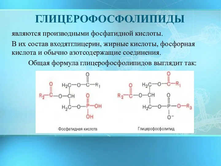 ГЛИЦЕРОФОСФОЛИПИДЫ являются производными фосфатидной кислоты. В их состав входятглицерин, жирные кислоты, фосфорная