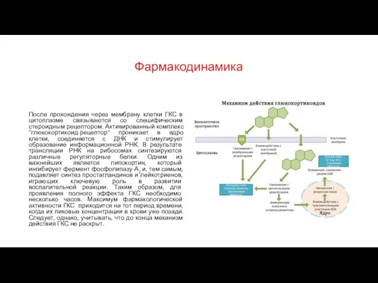 Фармакодинамика После прохождения через мембрану клетки ГКС в цитоплазме связываются со специфическим