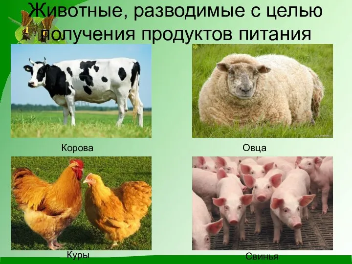 Животные, разводимые с целью получения продуктов питания Корова Овца Куры Свинья