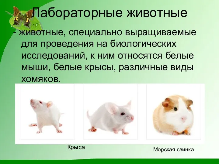 Лабораторные животные - животные, специально выращиваемые для проведения на биологических исследований, к