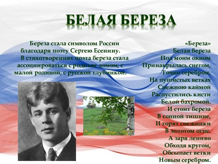 Береза стала символом России благодаря поэту Сергею Есенину. В стихотворениях поэта береза
