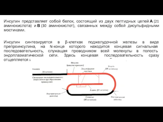 Инсулин представляет собой белок, состоящий из двух пептидных цепей А (21 аминокислота)