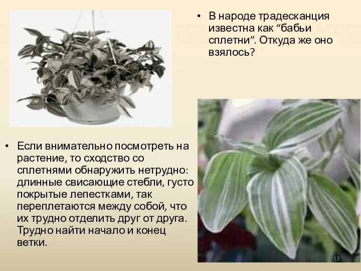 Если внимательно посмотреть на растение, то сходство со сплетнями обнаружить нетрудно: длинные
