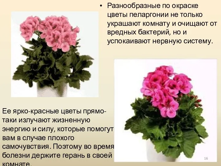Разнообразные по окраске цветы пеларгонии не только украшают комнату и очищают от