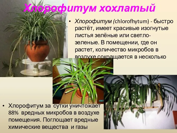 Хлорофитум (chlorofhytum) - быстро растёт, имеет красивые изогнутые листья зелёные или светло-зеленые.