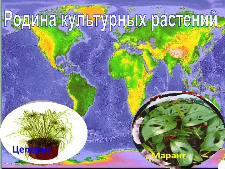 Родина культурных растений