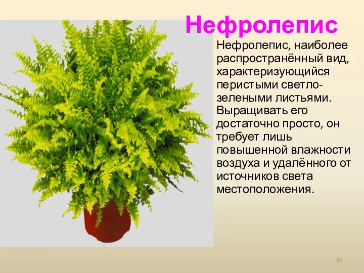 Нефролепис, наиболее распространённый вид, характеризующийся перистыми светло-зелеными листьями. Выращивать его достаточно просто,