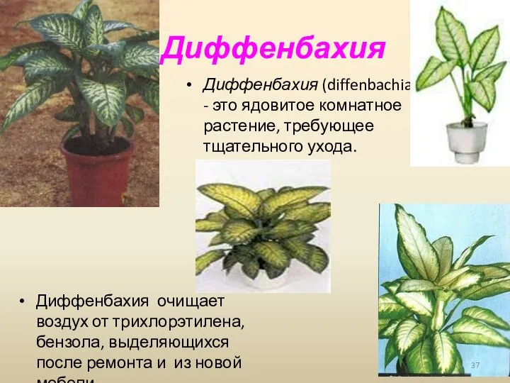 Диффенбахия Диффенбахия (diffenbachia) - это ядовитое комнатное растение, требующее тщательного ухода. Диффенбахия