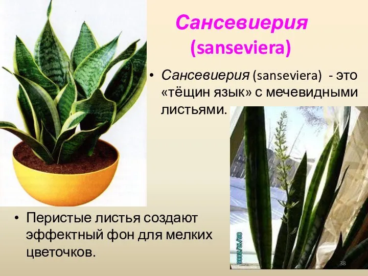Сансевиерия (sanseviera) Перистые листья создают эффектный фон для мелких цветочков. Сансевиерия (sanseviera)