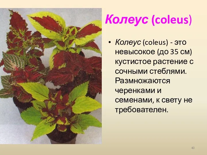 Колеус (coleus) Колеус (coleus) - это невысокое (до 35 см) кустистое растение