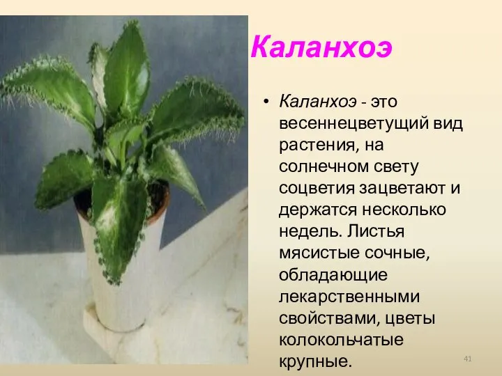 Каланхоэ Каланхоэ - это весеннецветущий вид растения, на солнечном свету соцветия зацветают