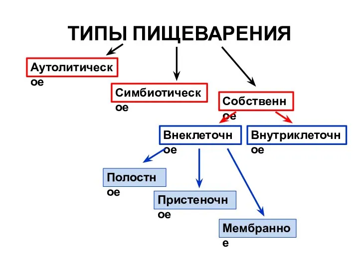 ТИПЫ ПИЩЕВАРЕНИЯ Аутолитическое Симбиотическое Собственное Внутриклеточное Внеклеточное Полостное Пристеночное Мембранное