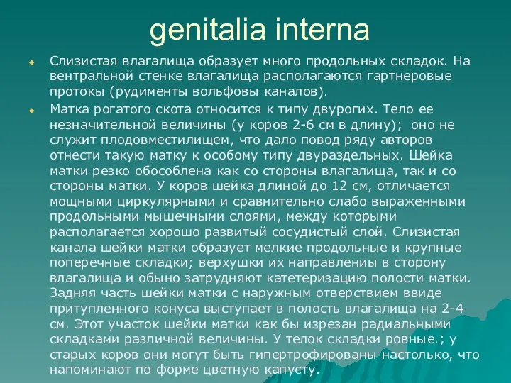 genitalia interna Слизистая влагалища образует много продольных складок. На вентральной стенке влагалища