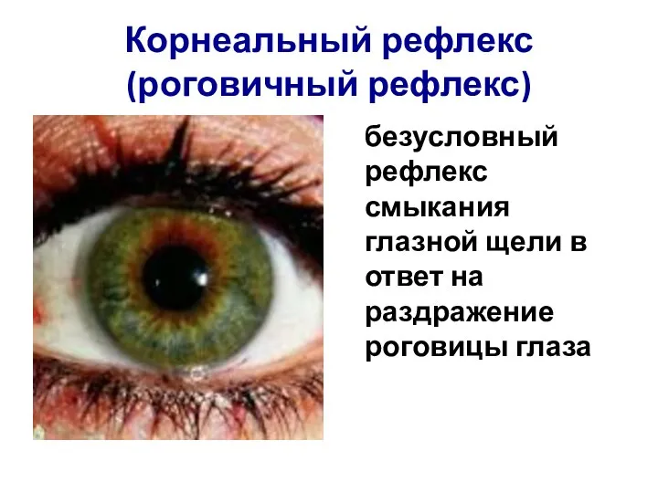 Корнеальный рефлекс (роговичный рефлекс) безусловный рефлекс смыкания глазной щели в ответ на раздражение роговицы глаза