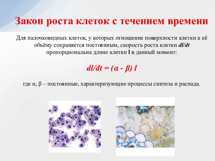 Закон роста клеток с течением времени Для палочковидных клеток, у которых отношение