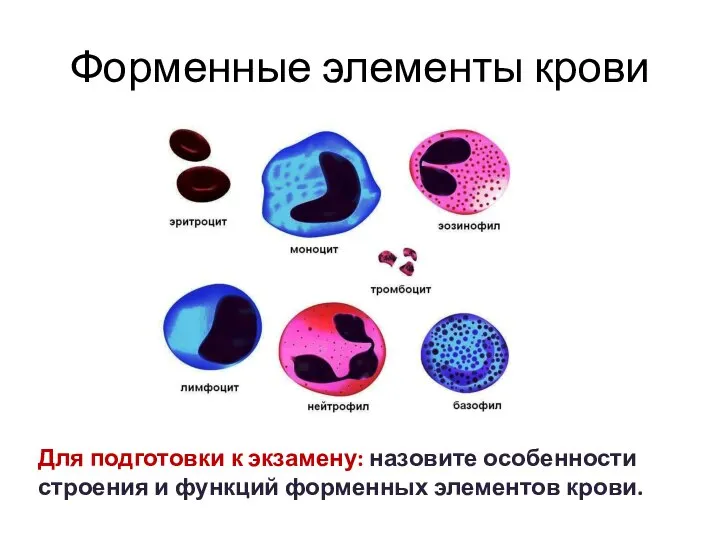 Форменные элементы крови Для подготовки к экзамену: назовите особенности строения и функций форменных элементов крови.