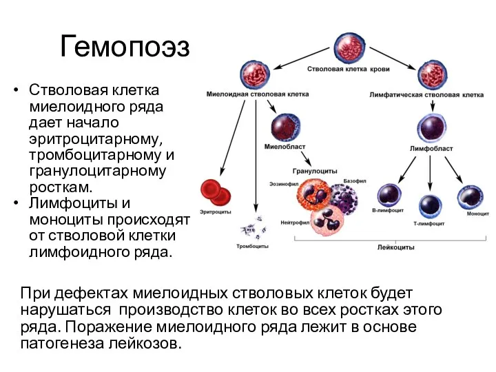 Гемопоэз При дефектах миелоидных стволовых клеток будет нарушаться производство клеток во всех