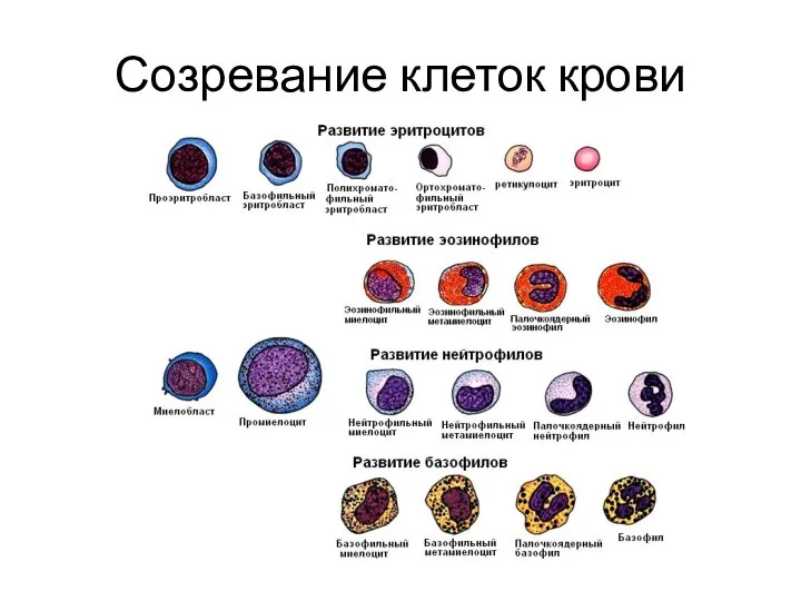 Созревание клеток крови