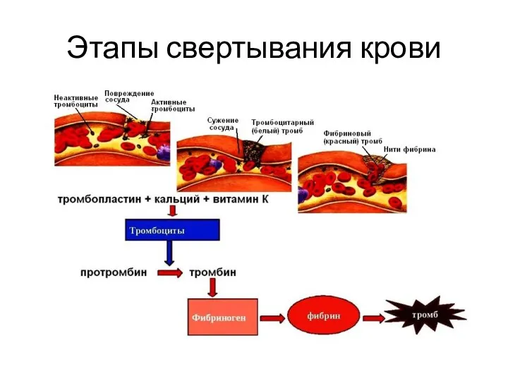 Этапы свертывания крови