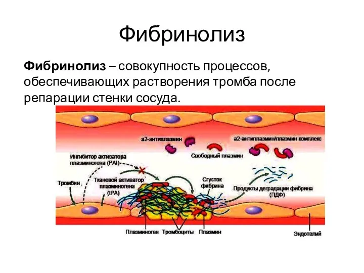 Фибринолиз Фибринолиз – совокупность процессов, обеспечивающих растворения тромба после репарации стенки сосуда.