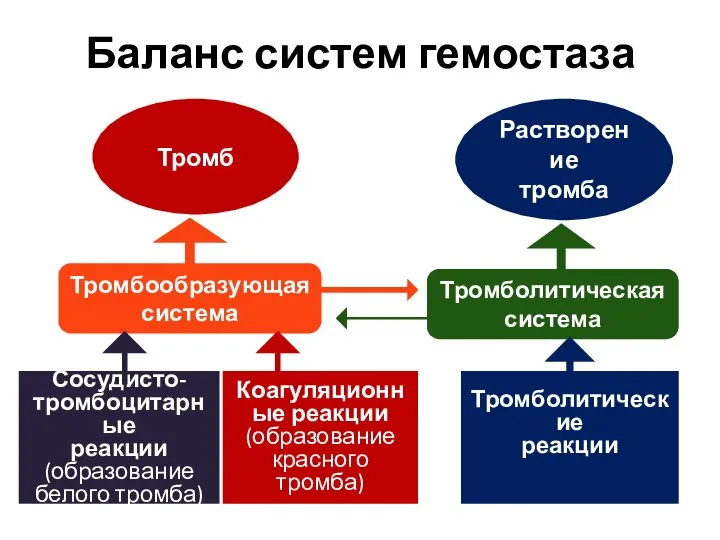 Баланс систем гемостаза Растворение тромба Тромбообразующая система Тромболитическая система Тромб Сосудисто-тромбоцитарные реакции