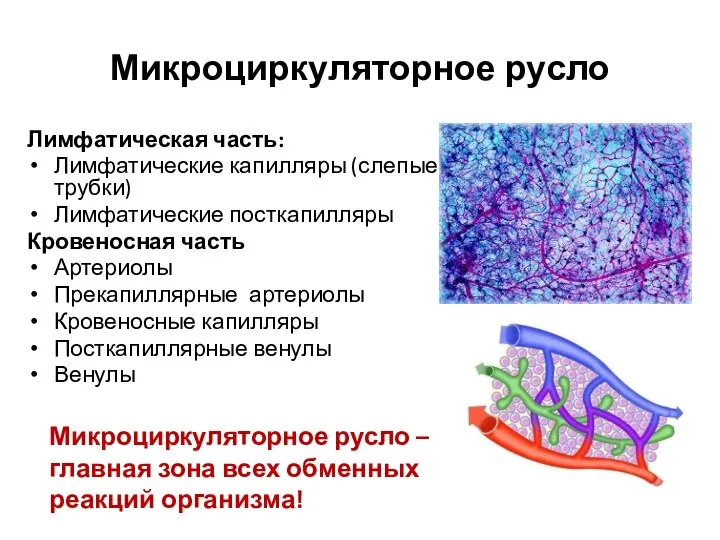Микроциркуляторное русло Лимфатическая часть: Лимфатические капилляры (слепые трубки) Лимфатические посткапилляры Кровеносная часть