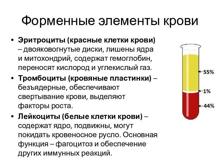 Форменные элементы крови Эритроциты (красные клетки крови) – двояковогнутые диски, лишены ядра