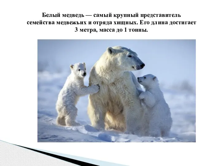 Белый медведь — самый крупный представитель семейства медвежьих и отряда хищных. Его