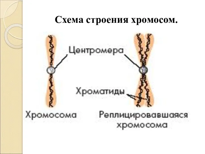 Схема строения хромосом.