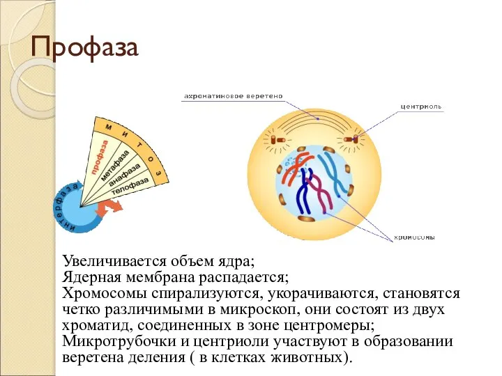 Профаза Увеличивается объем ядра; Ядерная мембрана распадается; Хромосомы спирализуются, укорачиваются, становятся четко
